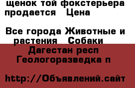 щенок той-фокстерьера продается › Цена ­ 25 000 - Все города Животные и растения » Собаки   . Дагестан респ.,Геологоразведка п.